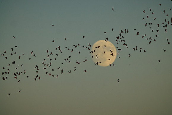 Mexican Freetailed Bats 0056