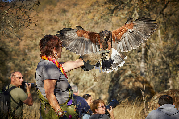 Falconry 260