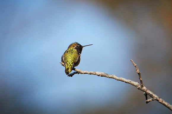 LKR Birding-2-098
