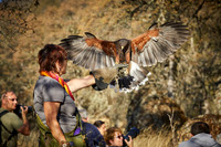 Falconry 260 Falconer Story