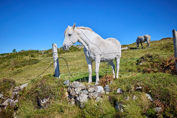 Leenaun to Clifden 468