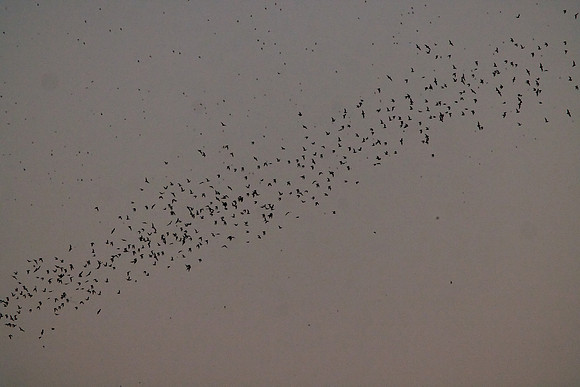 Mexican Freetailed Bats 0171