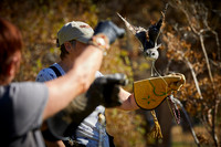 Falconry 869 Owl Story