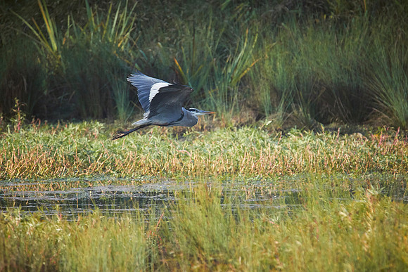 LKR Birding-2-047