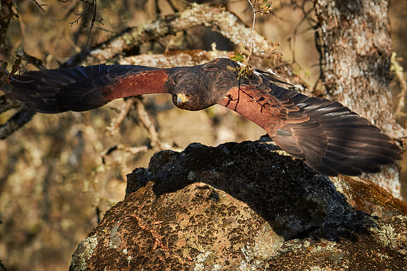Falconry 7D 0999