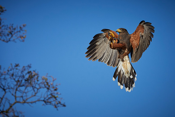 Falconry 296