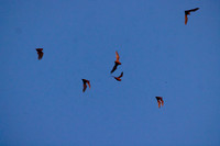 Mexican Freetailed Bats 0124