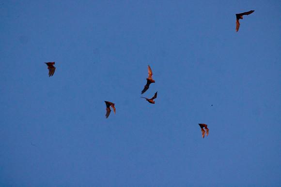 Mexican Freetailed Bats 0124