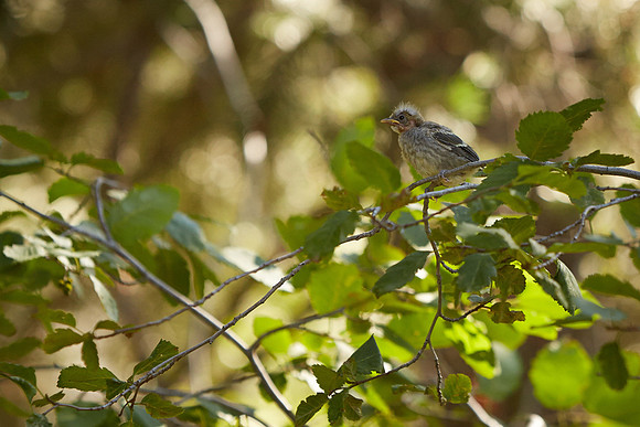 24_0_648_1western_tanager_flegling_cody_2013_099