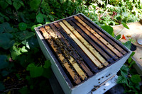 Bolinas Bees 0050