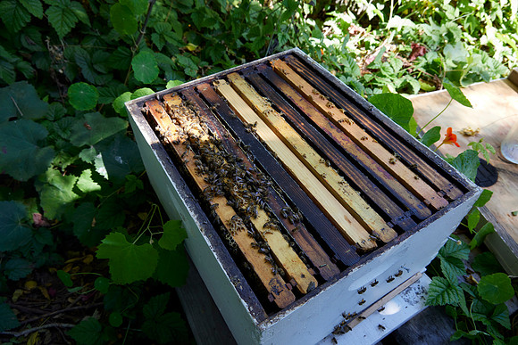 Bolinas Bees 0050