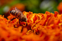 Bolinas Bees 0159