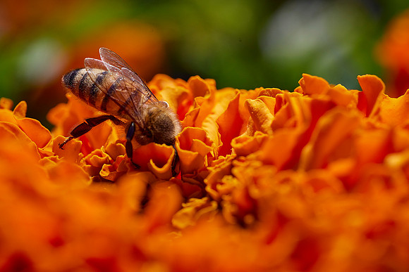 Bolinas Bees 0159
