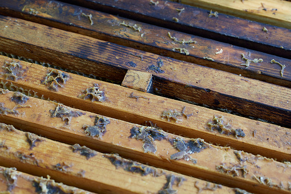 Bolinas Bees 0344