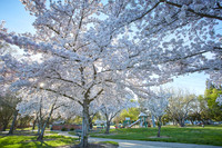 Cherry Trees Scouting Trip 021