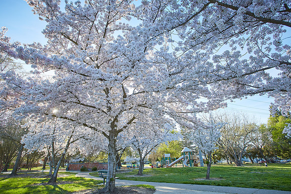 Cherry Trees Scouting Trip 021