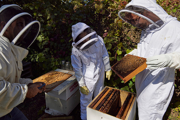 Bolinas Bees 0316