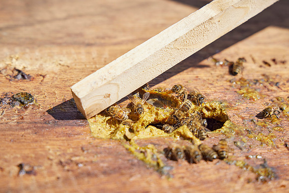 Bolinas Bees 0242