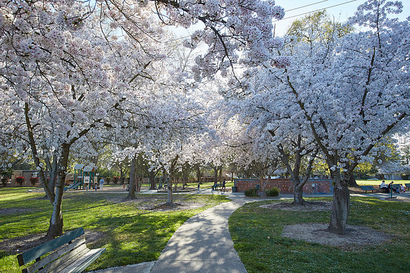 Cherry Trees Scouting Trip 003