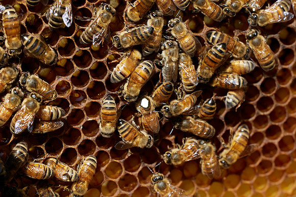 Bolinas Bees 0350