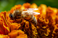 Bolinas Bees 0146