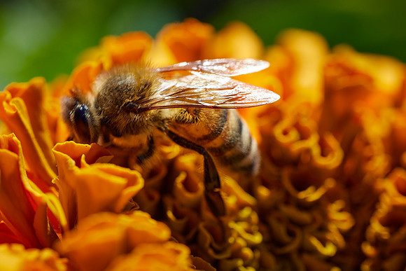 Bolinas Bees 0146