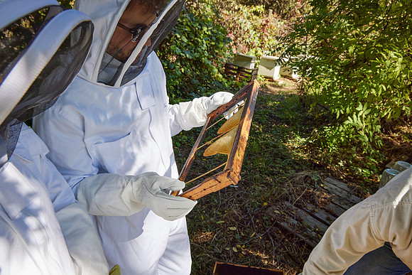 Bolinas Bees 0274