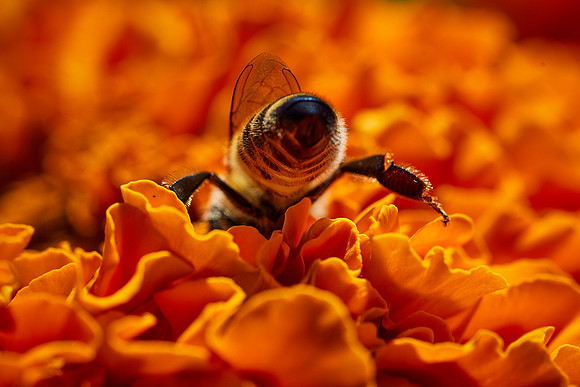Bolinas Bees 0175