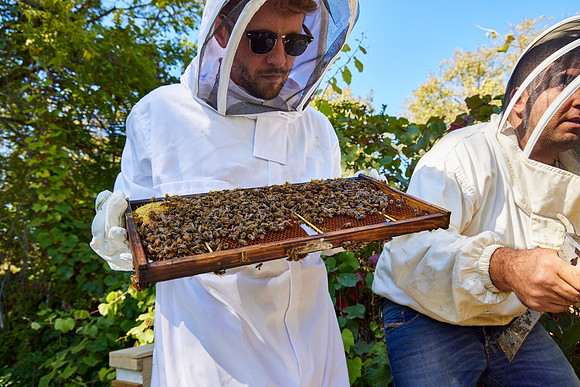 Bolinas Bees 0306
