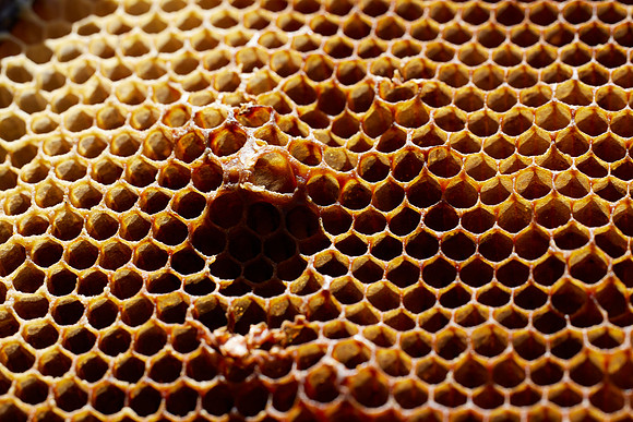 Bolinas Bees 0341