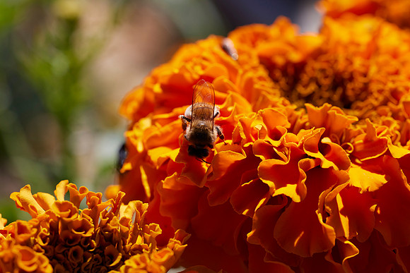 Bolinas Bees 0110