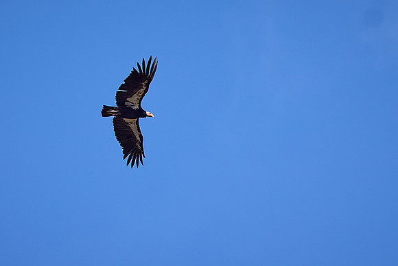 Pinnacles National Park Condors 0123 1