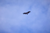 Pinnacles National Park Condors 0139