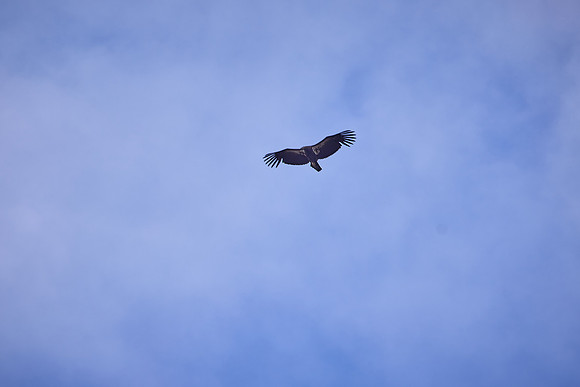 Pinnacles National Park Condors 0139