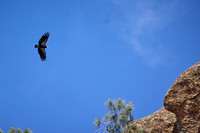 Pinnacles National Park Condors 0123