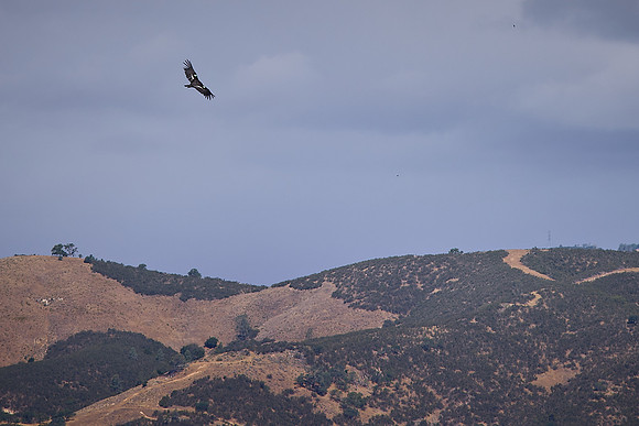 Pinnacles National Park Condors 0162
