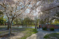 Cherry Trees Scouting Trip 008
