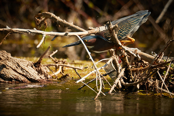 Birds April 2020  154