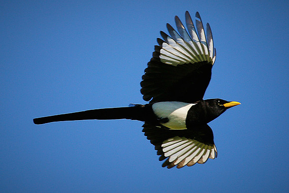 16_0_671_1yellow_billed_magpie_281_1200x1800_s4web