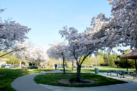 Cherry Trees Scouting Trip 037
