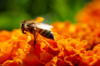 Bolinas Bees 0139