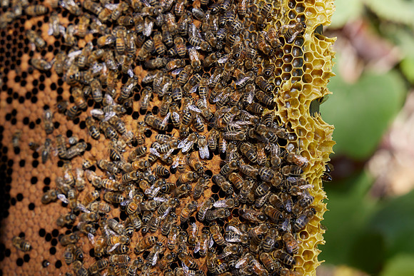 Bolinas Bees 0301