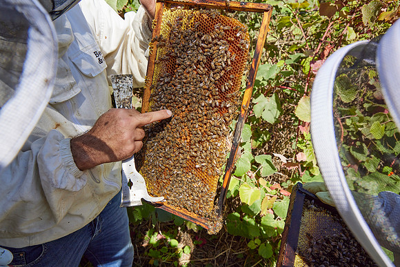 Bolinas Bees 0290