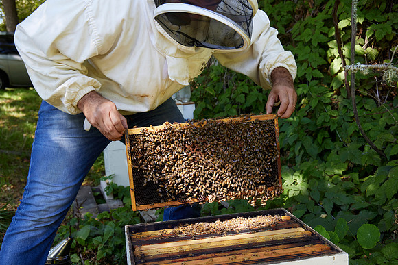 Bolinas Bees 0056