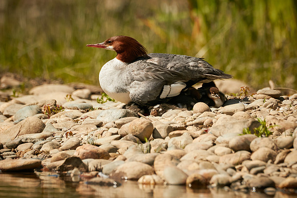 Birds April 2020  185