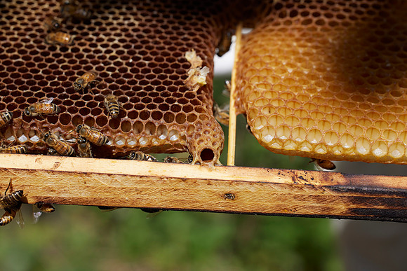 Bolinas Bees 0368