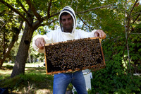 Bolinas Bees 0060