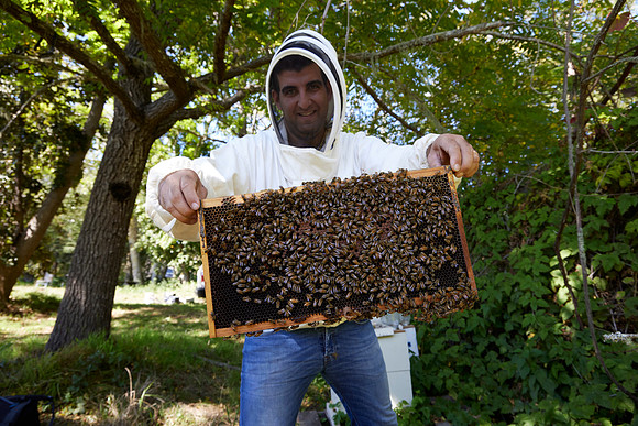 Bolinas Bees 0060