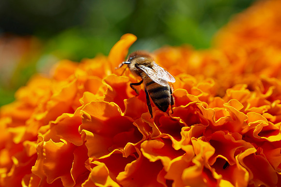 Bolinas Bees 0137