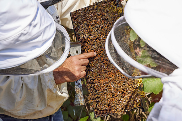 Bolinas Bees 0296